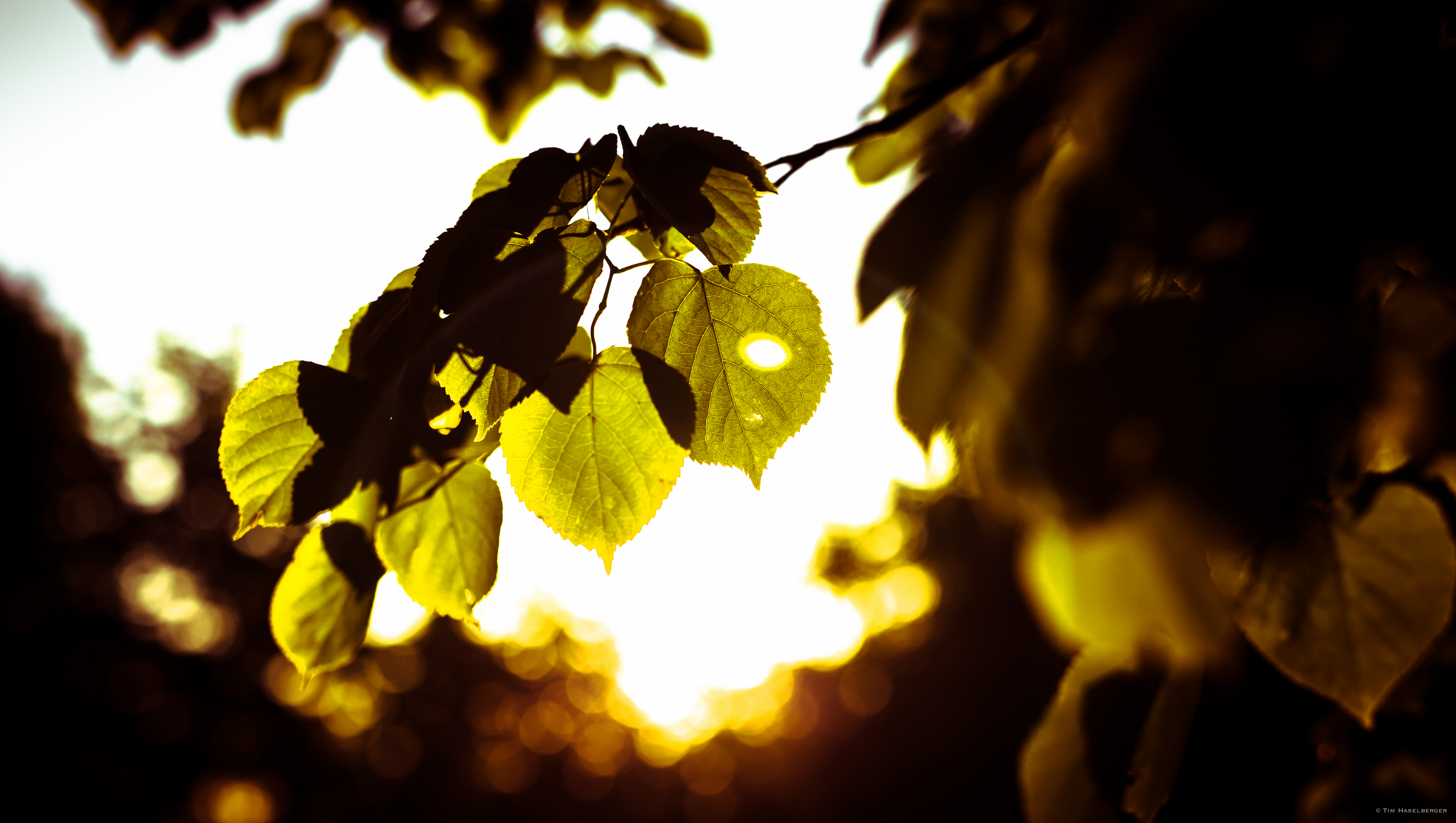 Sunny leaves